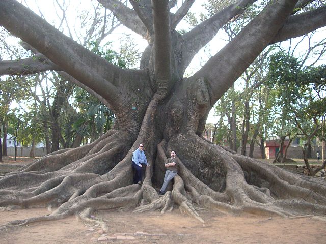 File:Bombax LalBagh.JPG