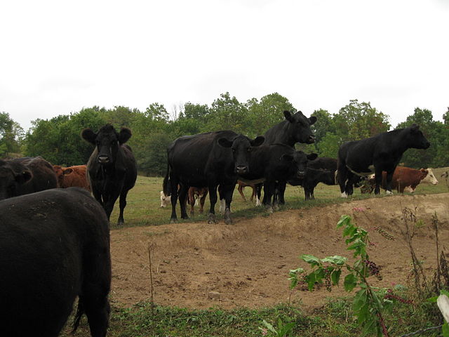 File:IMG cow.JPG