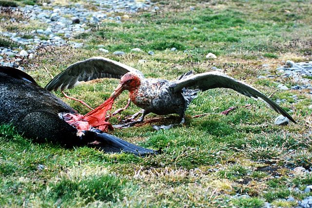 File:Giant petrel.jpg