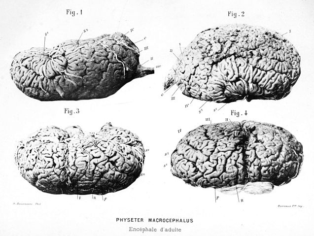 File:Enc&eacute;phale adulte2.jpg