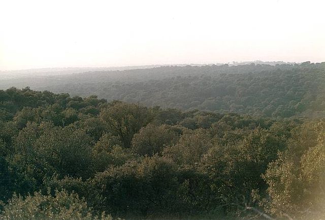 File:Monte del Pardo2.jpg