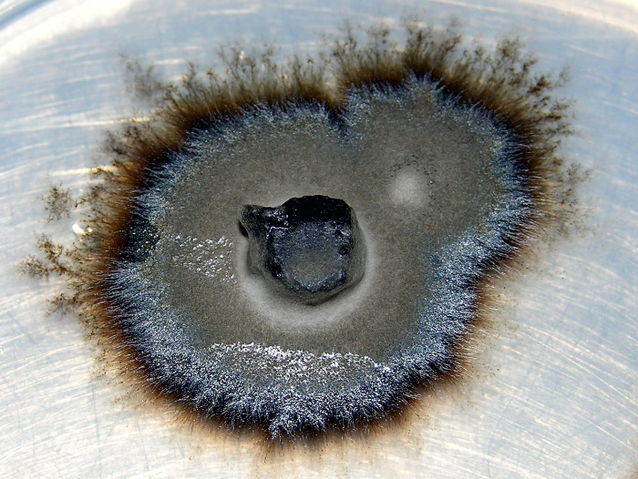 File:Ericoid mycorrhizal fungus.jpg