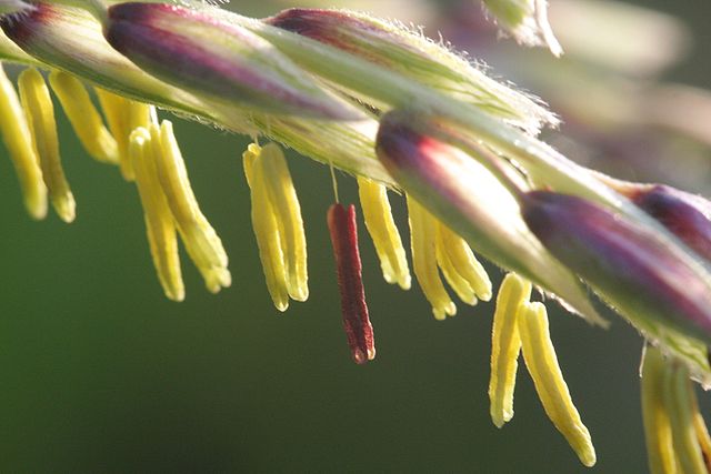 File:Männliche Blüte einer Maispflanze 2009-08-19.JPG