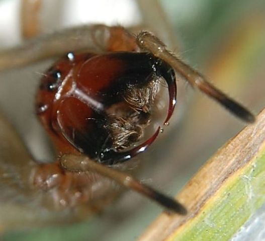 File:Cheiracanthium punctorium frei 1 17 Forst Jungfernhdeide Jg 46 070920.jpg