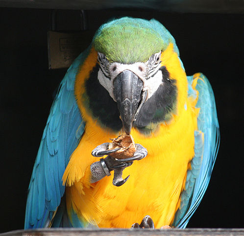 File:Ara ararauna -eating -Wilhelma Zoo-8-2rc.jpg