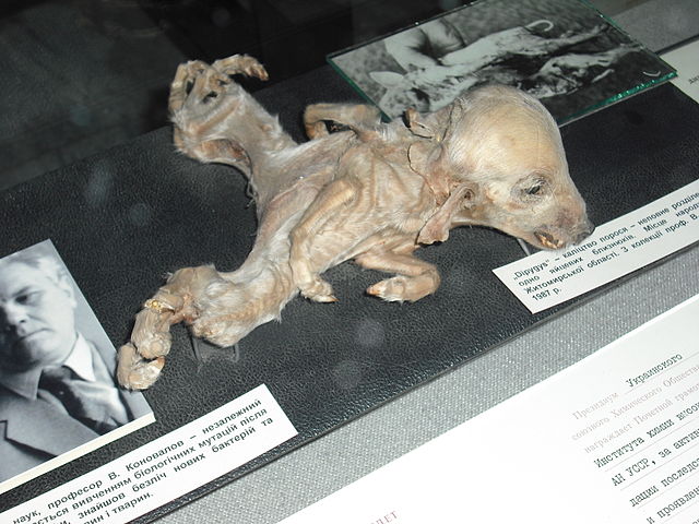 File:Kiev-UkrainianNationalChernobylMuseum 15.jpg
