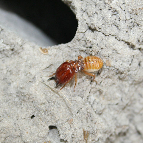 File:Macro Termite Soldier.jpg