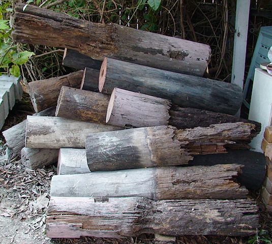 File:House stumps eaten by termites.jpg
