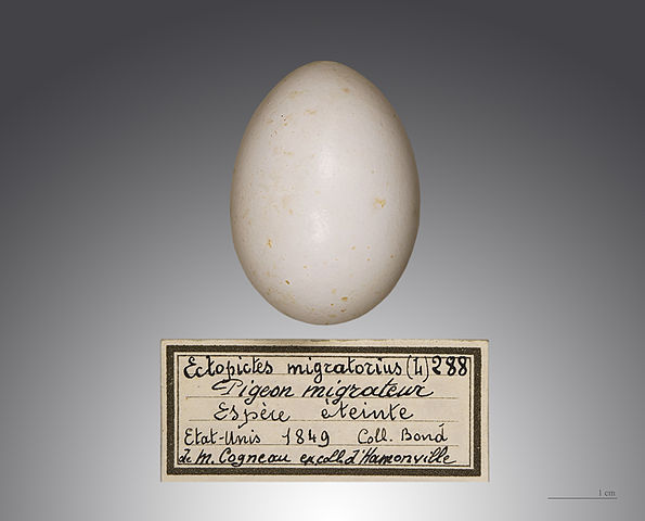 File:Pigeon migrateur MHNT.jpg