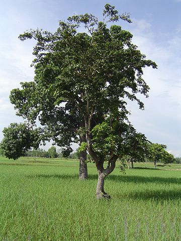 File:RfIsaan034.jpg