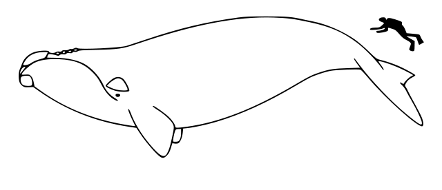 File:Right whale size.svg