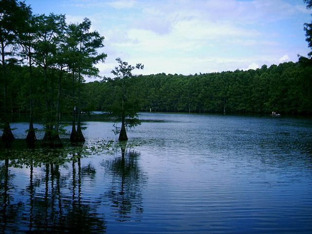 File:Caddo Lake- Cypress.jpg