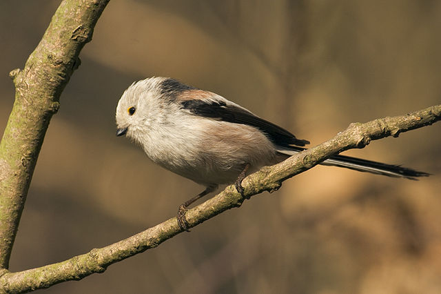 File:Aegithalos caudatus.jpg