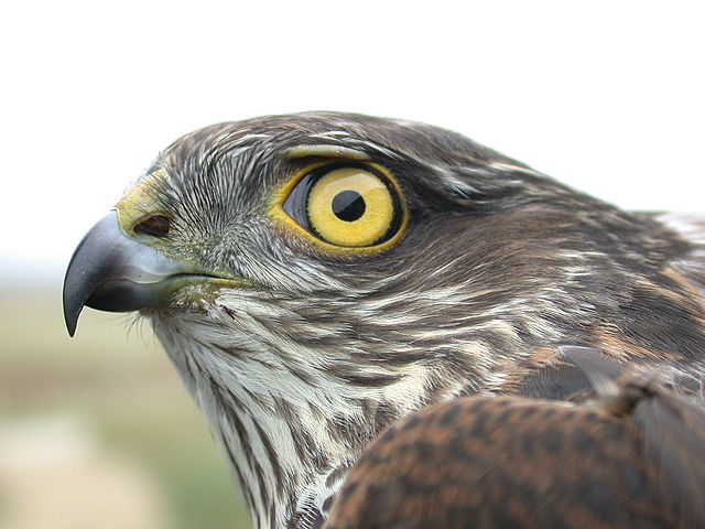 File:Accipiter nisus 9194.JPG