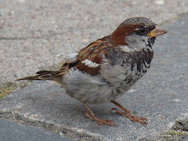 File:House Sparrow-Mindaugas Urbonas-1.jpg