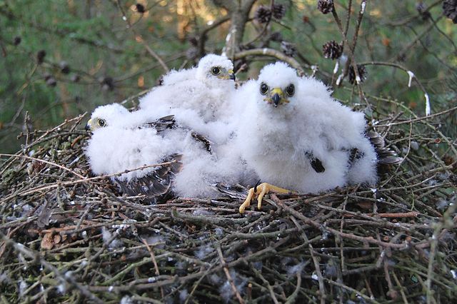 File:Accipiter nisus Forst Jungfernheide 080610.jpg