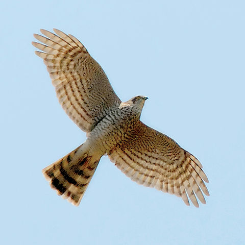 File:Accipiter nisus -in flight-8-4c.jpg