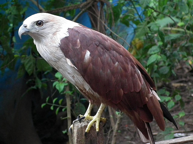 File:Haliastur indus -Kerala, India-8.jpg