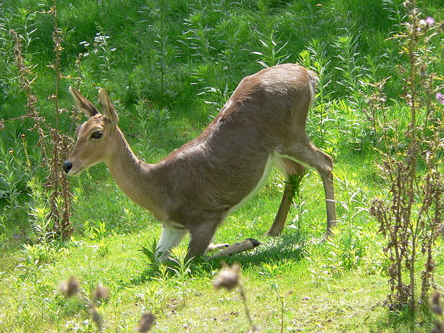 File:Bergriedbock 2007-08-16 201.jpg