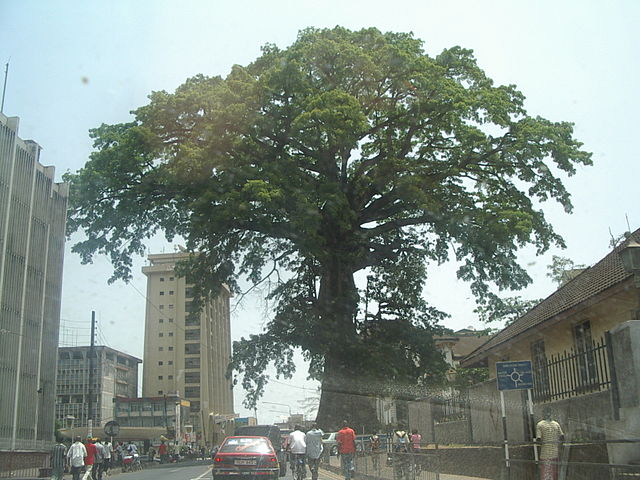 File:Cotton Tree (Sierra Leone).jpg