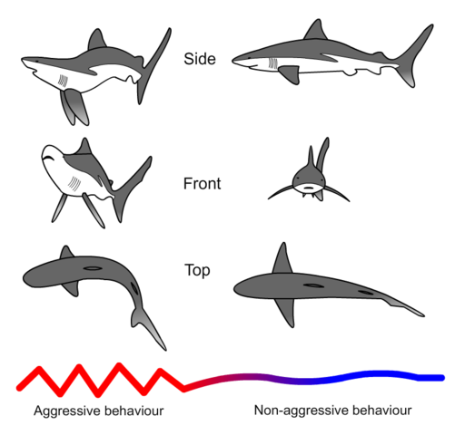 File:Shark threat display.png