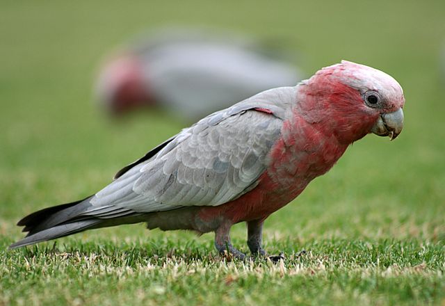 File:Eolophus roseicapilla.jpg