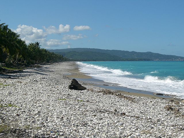 File:Gommier Haïti.JPG