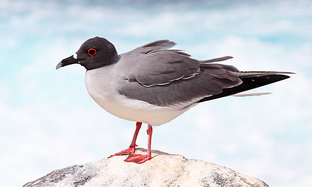 File:Swallow-tailed-gull.jpg