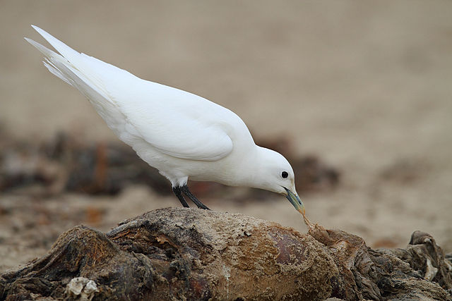 File:Adult Ivory Gull (Pagophila eburnea).jpg