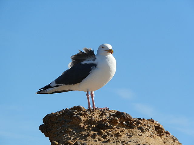 File:Sea Gull at Point Lobos State Natural Reserve, CA.jpg