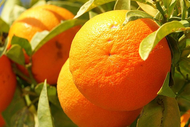 File:&bdquo;Orange Frucht fruit Cyprus PICT8063.JPG