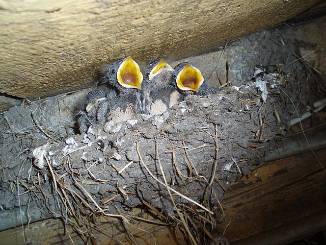 File:Nest Huiszwaluw.JPG