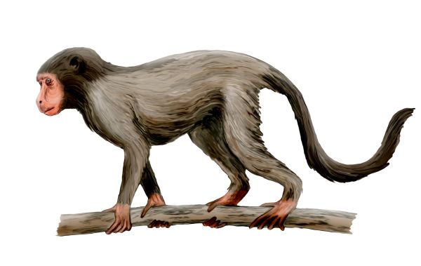 File:Aegyptopithecus NT.jpg