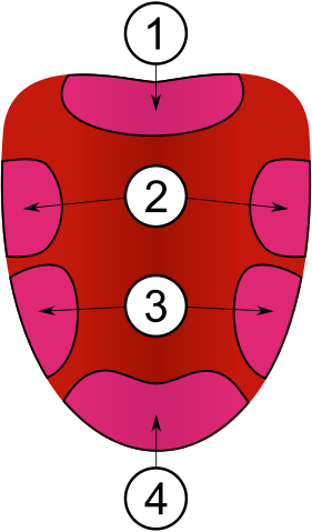 File:Taste buds.svg
