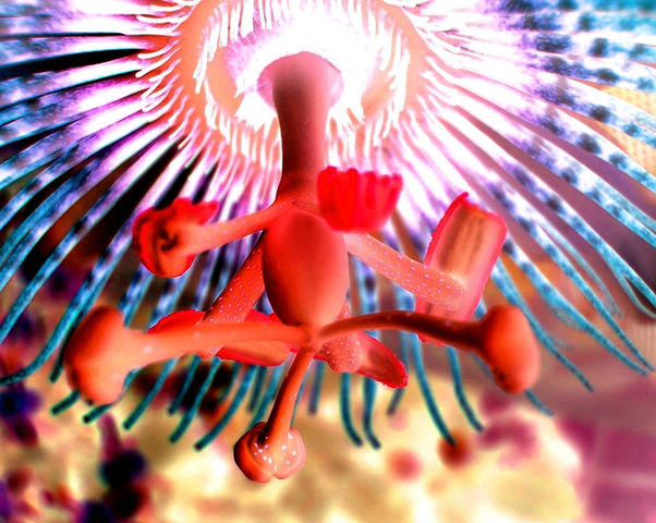 File:PassionFlower.PNG