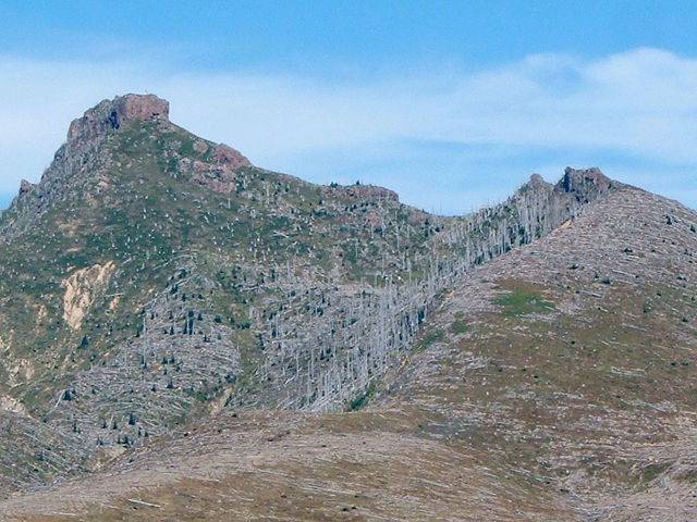 File:St helens felled trees.jpg