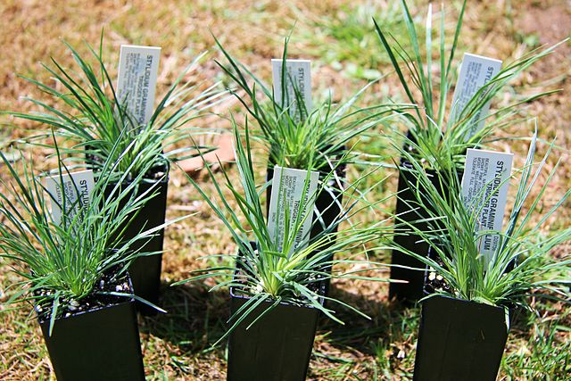 File:Stylidium graminifolium cultivation.jpg