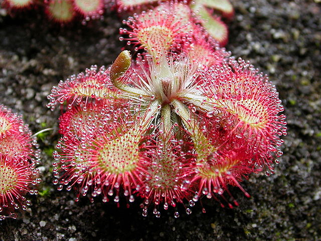 File:Drosera spatulata KansaiHabit.jpg