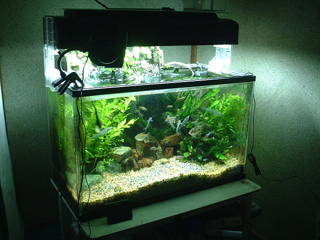 File:Aquarium 60cm.JPG
