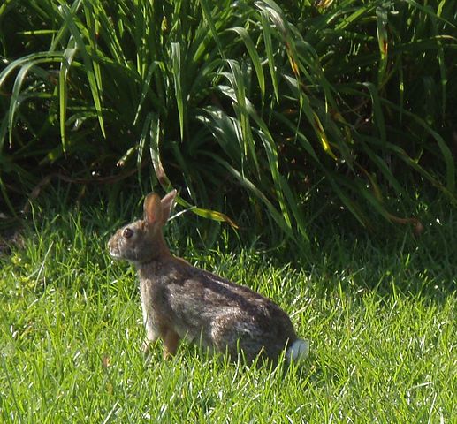 File:Rabbit side view.JPG
