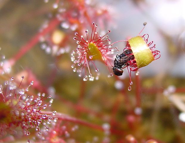 File:Drosera anglica ne4.jpg