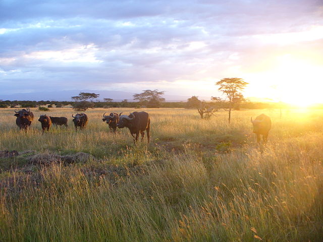 File:African buffalo kenya.jpg