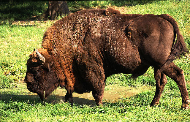 File:Wisent.jpg