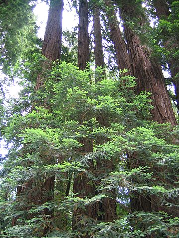 File:Family ring of redwoods.jpg