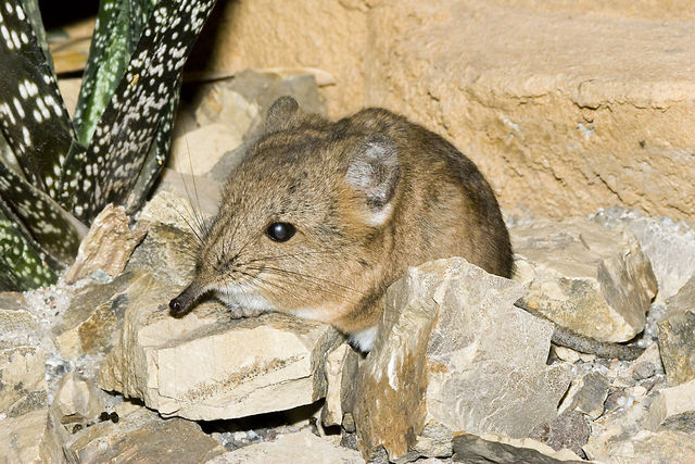 File:Macroscelides. proboscideus.6869.jpg