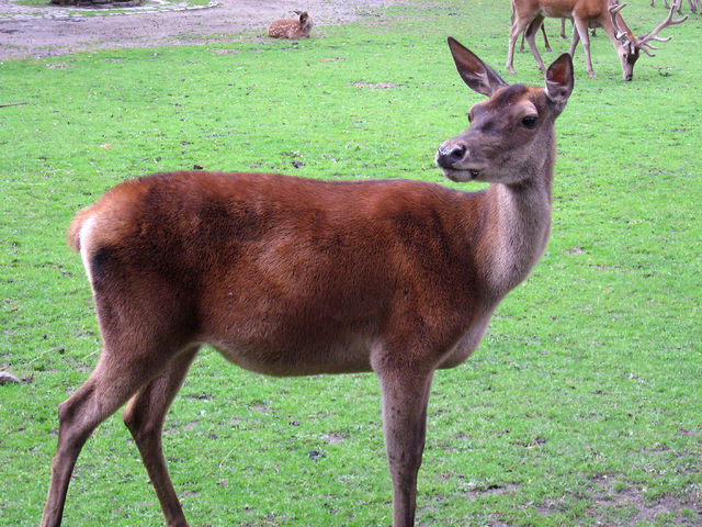 File:Zoo-Dortmund-IMG 5549-a.jpg