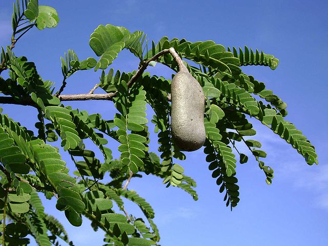 File:Tamarindus indica, leaves, pod.jpg
