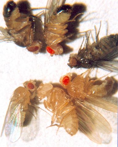 File:EyeColors.jpg