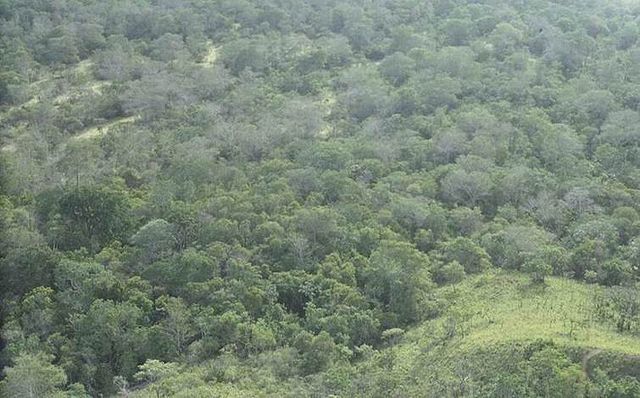 File:Amazon Rainforest-bird site.jpg