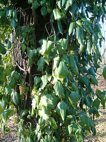 File:Hedera colchica BotGardBln1105AdultLeaves.JPG